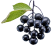 Sambucus Nigra Fruit Extract